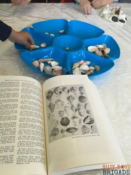 Seashell activities can include science learning fun! Using a nature study handbook is great for seashell identification.