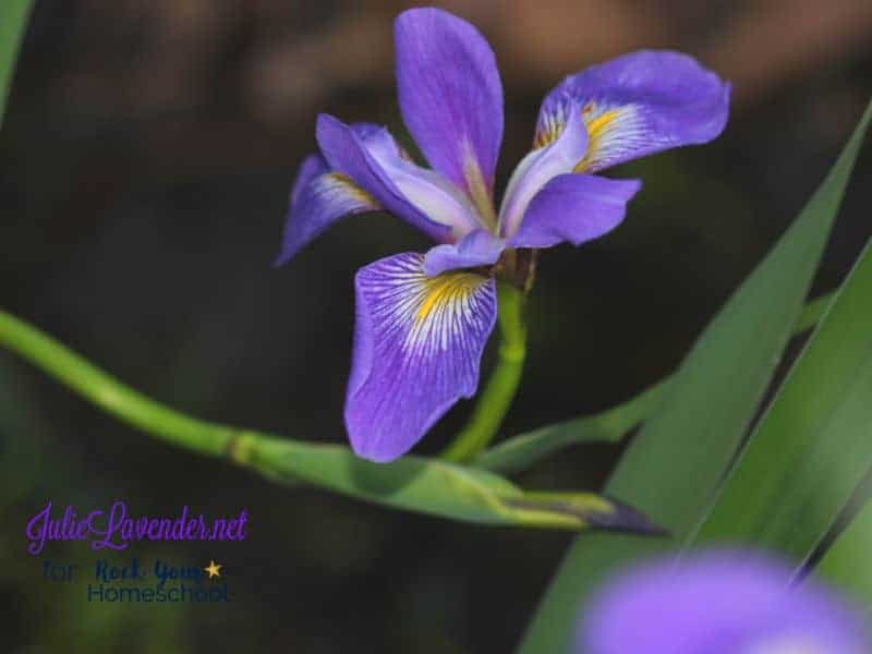 Enjoy National Wildflower Week plus other May Fun Days with your kids.