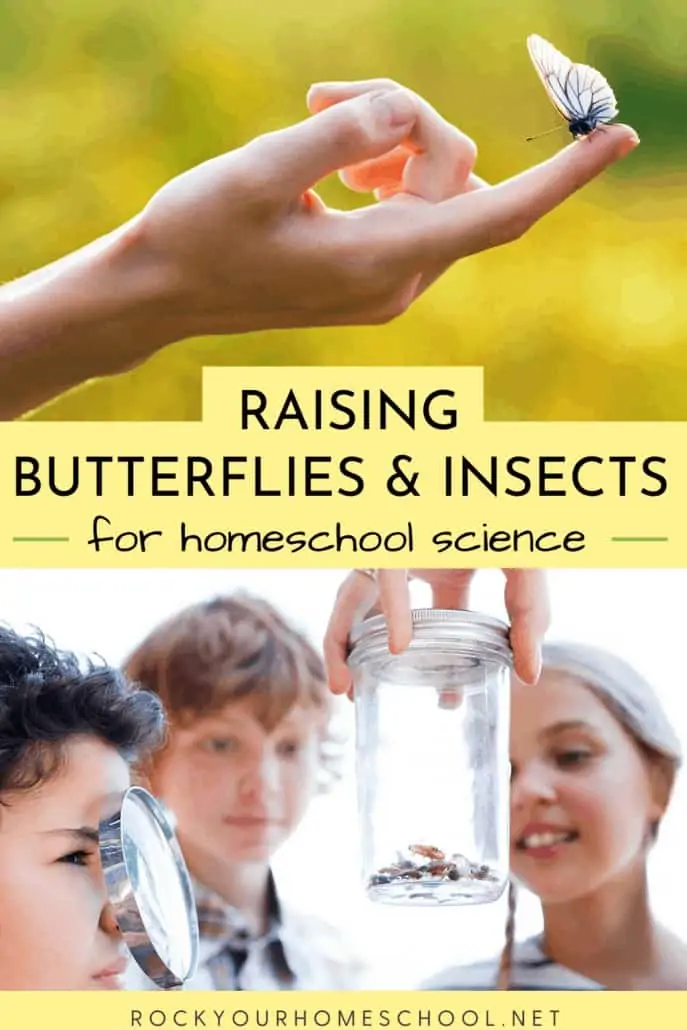 Person holding butterfly on finger & kids observing insects in a jar to feature the awesome homeschool science fun you\'ll have with these tips for raising butterflies & insects