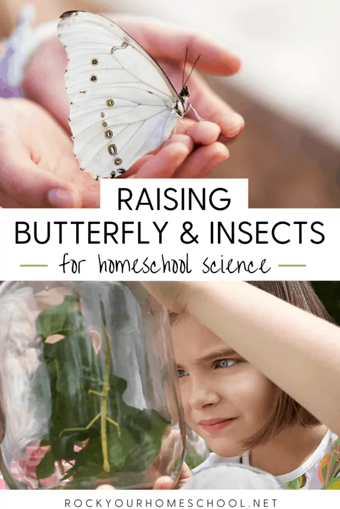 Person holding butterfly and girl looking at jar with insects to feature the amazing science fun your kids will have with these homeschool projects for raising butterflies &amp; insects