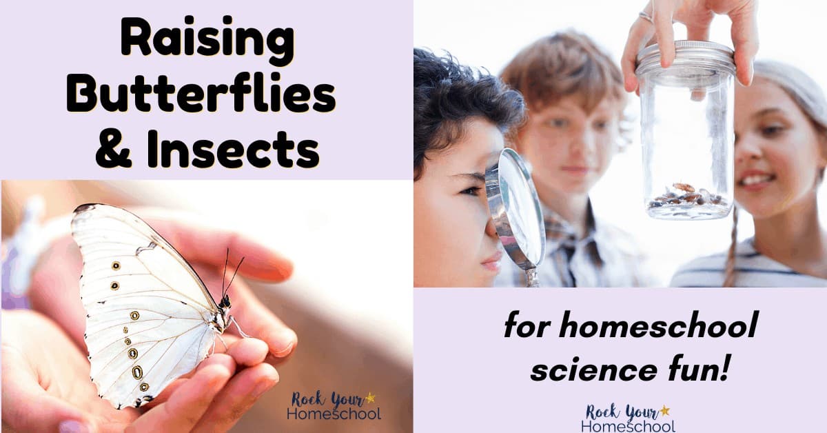 Enjoy excellent homeschool science fun with these tips for raising butterflies & insects in your home.