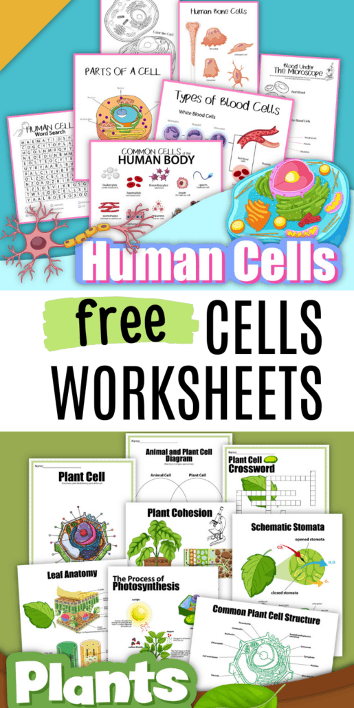 Human cells worksheets pack and plant cells activities pack to feature how you can use these free cells worksheets for serious science fun for kids 