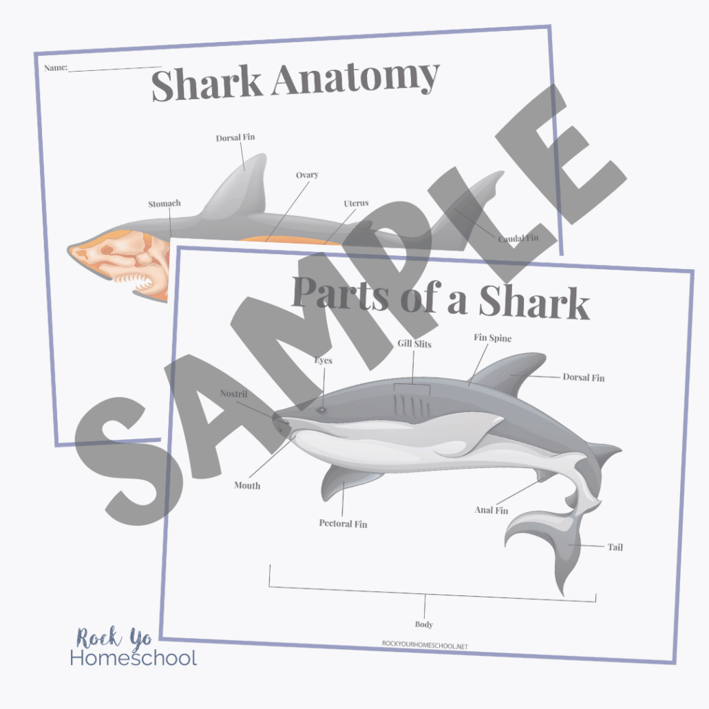Sharks Unit Study - Rock Your Homeschool