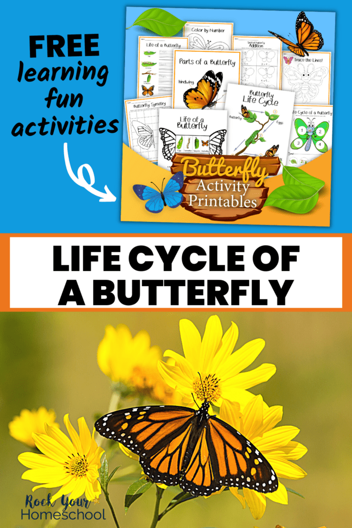 Life cycle of a butterfly printables cover with monarch butterfly on yellow flower