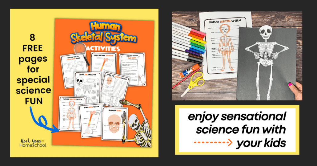 This free printable pack of human skeletal system activities has 8 different ways to enjoy science fun with your kids.