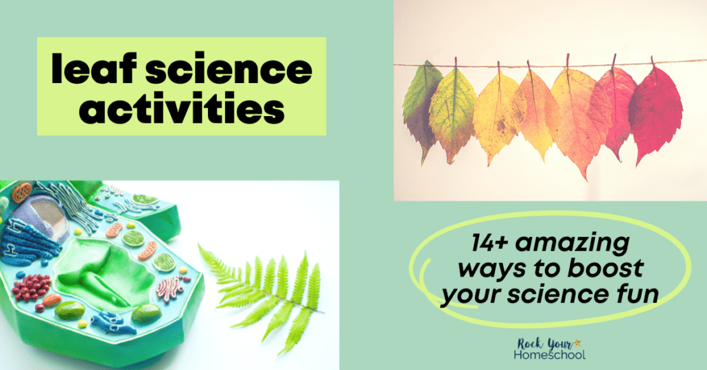 green fern leaf and plastic plant cell learning tool and variety of colorful leaves hanging on a line to feature these 14+ leaf science activities
