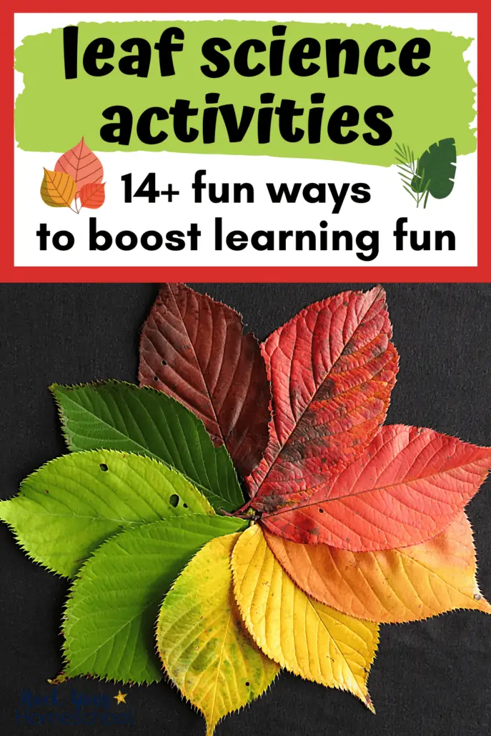Colorful circle of red, orange, yellow, gold, green, and brown leaves on black chalkboard to feature these 14+ leaf science activities