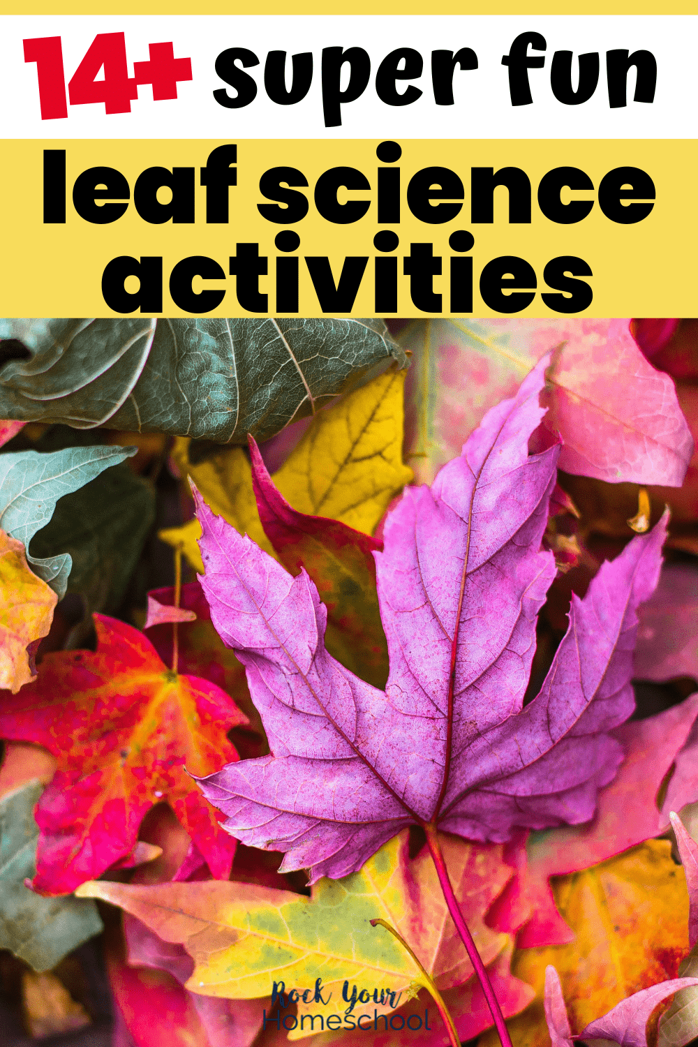 variety of colorful leaves in purples, reds, yellows, oranges, and greens to feature these 14+ leaf science activities