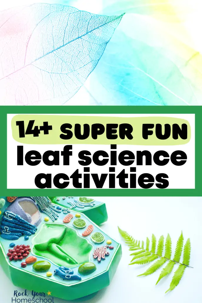 leaf skeletons in pink, blue, green, and yellow and green fern leaf with plastic plant cell diagram to feature these 14+ leaf science activities