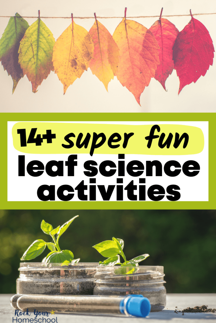 Colorful leaves hanging from a line and small seedlings in glass jars with dirt in a test tube to feature these 14+ leaf science activities