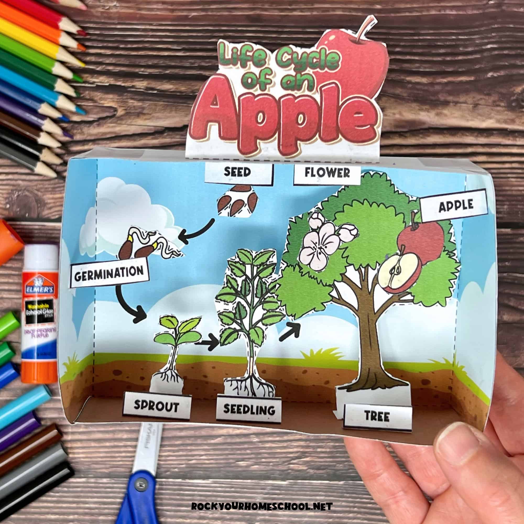 Woman holding 3D diorama of life cycle of apple tree with color pencils, markers, and scissors in background.