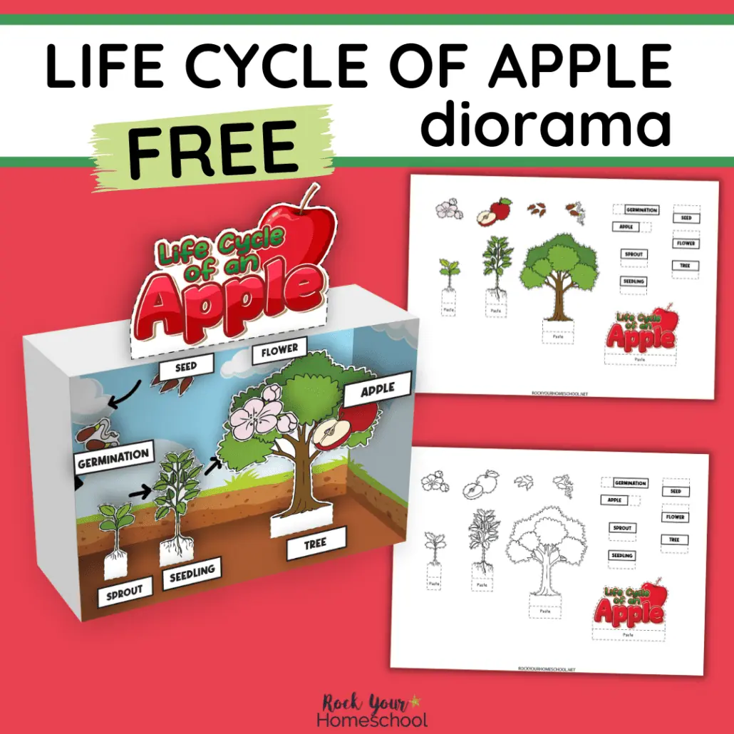Mock-up of free printable diorama kit of life cycle of apple tree.
