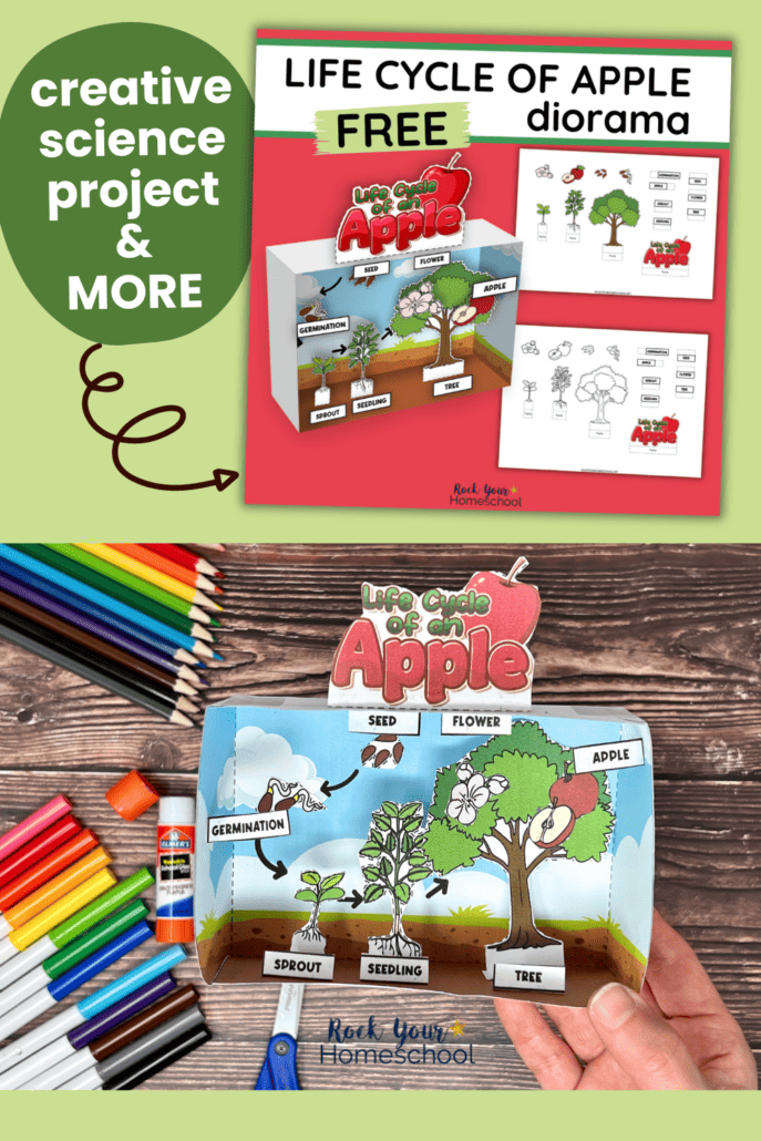 Mock-up of free printable life cycle of apple tree diorama kit and woman holding example of the activity.