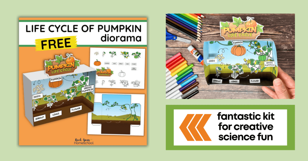 Mock-up of life cycle of a pumpkin diorama kit and woman holding example.
