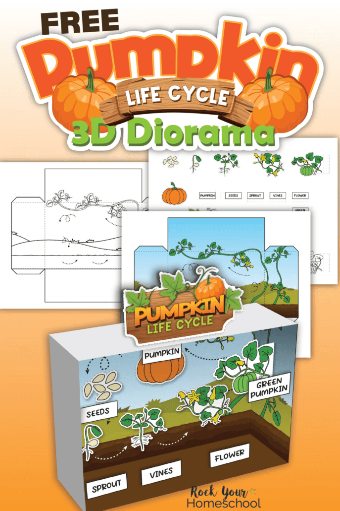Mock-up of life cycle of a pumpkin diorama kit.