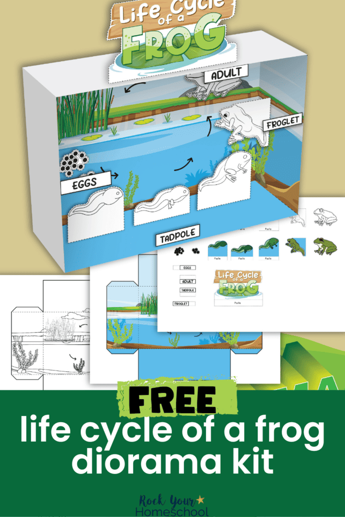 Example of life cycle of a frog diorama and free frog life cycle printables.