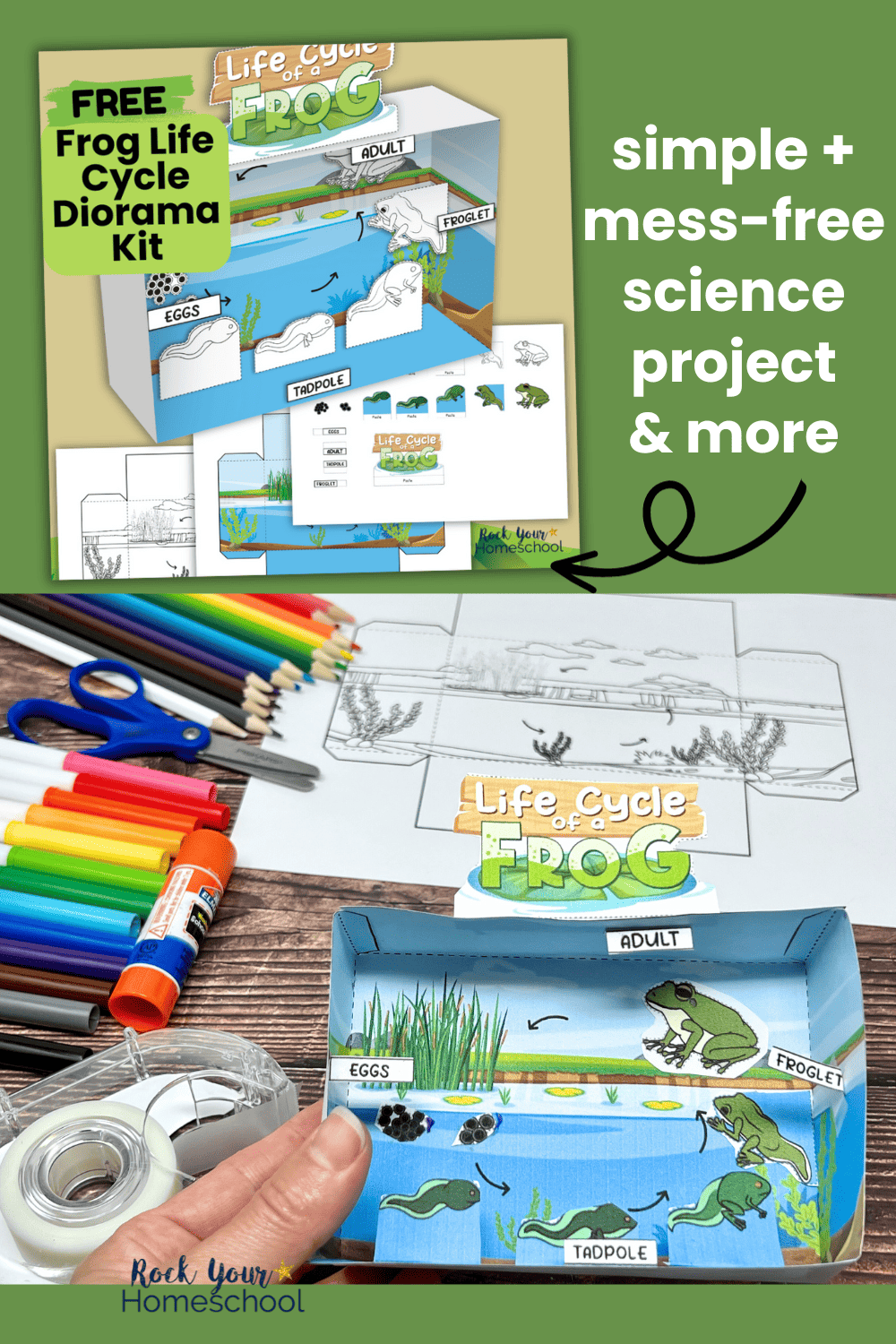 Frog Life Cycle Printables: Boost Learning Fun with a Free Diorama