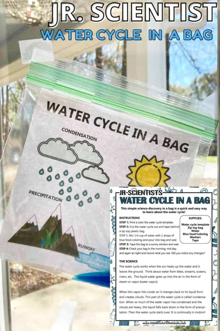 Water cycle in a bag example with free printable.