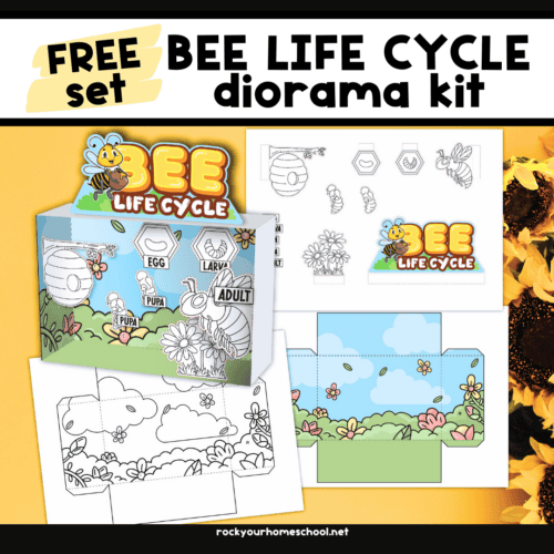 Examples of free printable pages of bee life cycle activity and diorama.