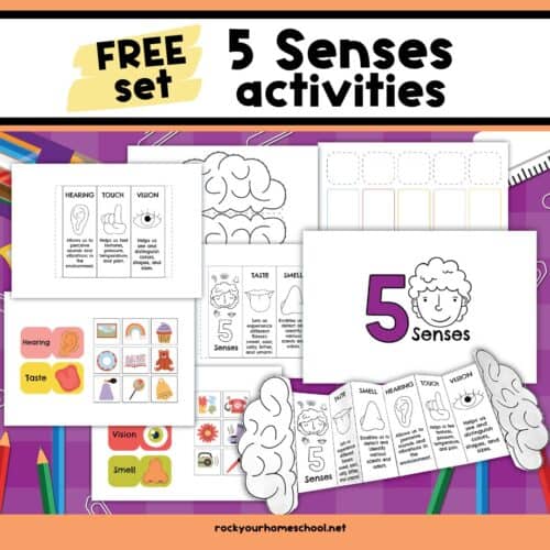 Example of 5 senses foldable activity and sorting chart pages.