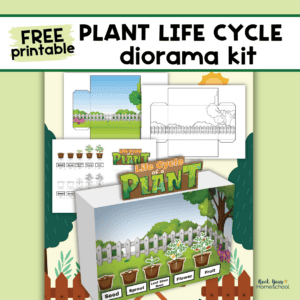 Free printable pages of plant life cycle project and diorama example. 