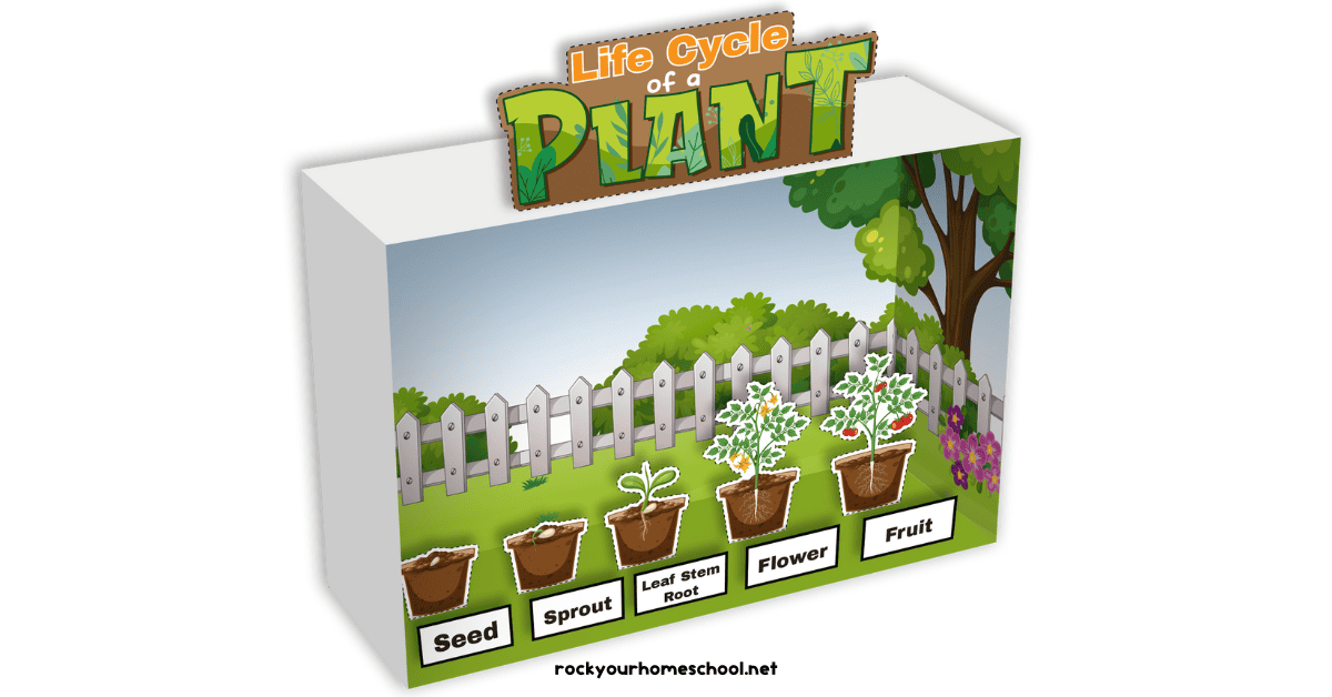 Mock-up example of life cycle of a plant diorama kit.