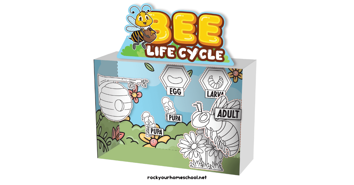Example of bee life cycle diorama.