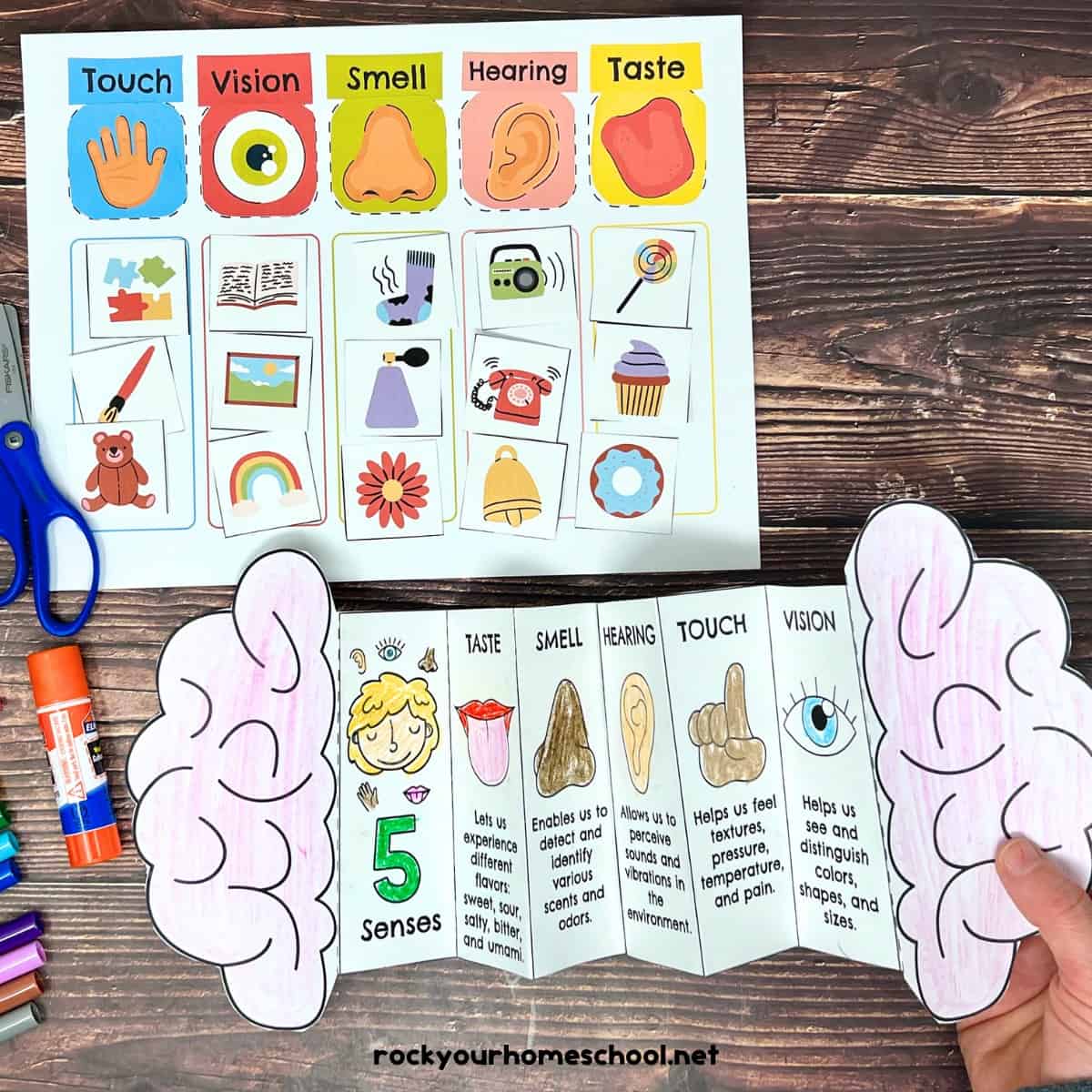 Woman holding example of five senses foldable activity with sorting chart in background.