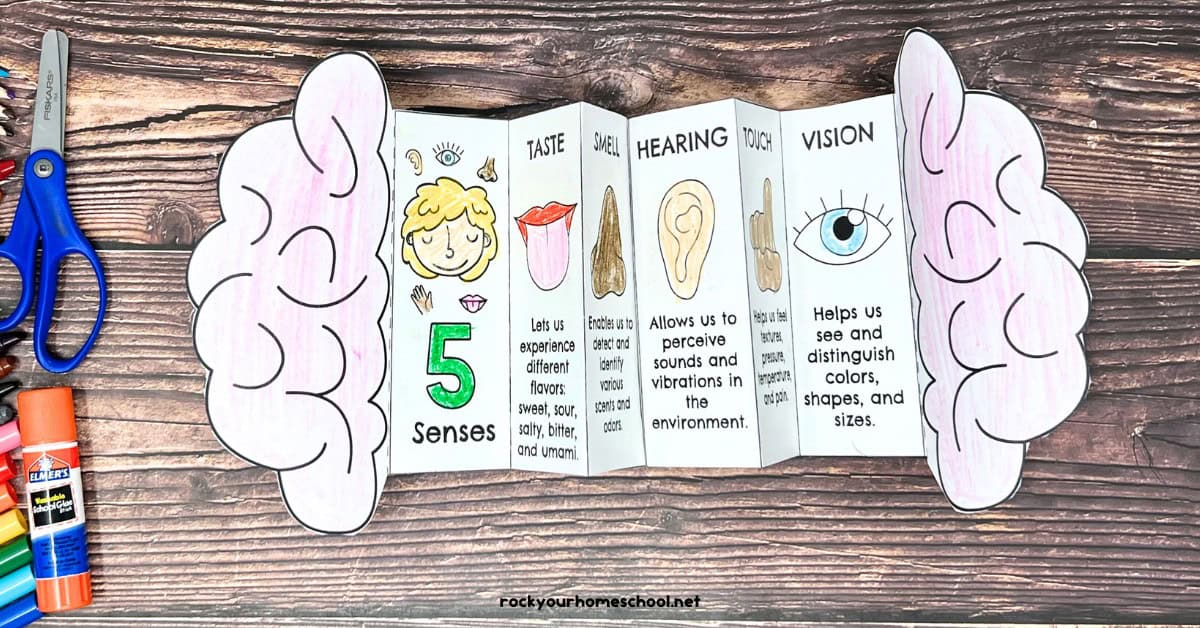 Completed example of free printable 5 senses foldable activity.