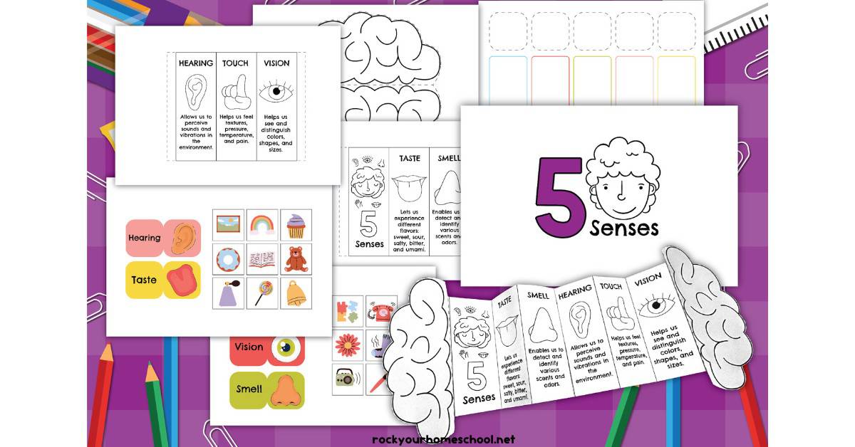 Example of five senses foldable activity with free printable pages from this pack.