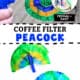 Person using blue bottle to spray water on coffee filter colored blue and green with markers and examples of coffee filter peacocks with blue clothespins.