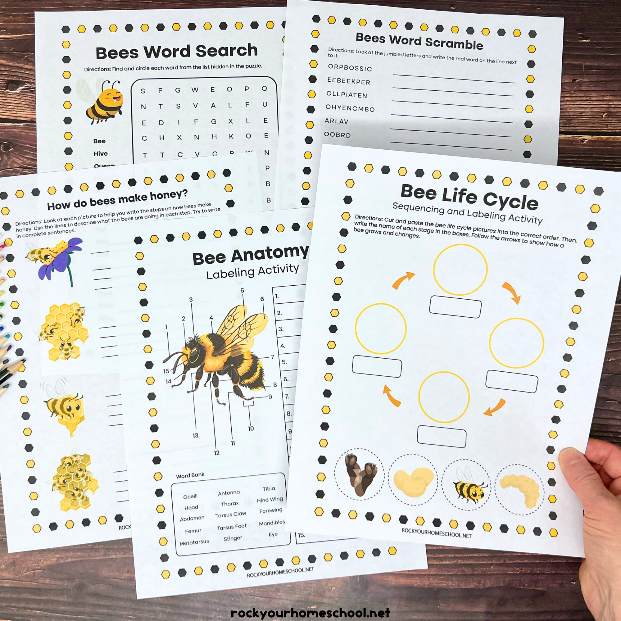 Woman holding examples of free bee printables including life cycle, bee anatomy labeling, fun facts, word search, and word scramble.