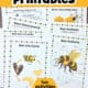 Seven examples of free bee printables including life cycle, bee anatomy, labeling, word search, word scramble, interesting facts, and more.