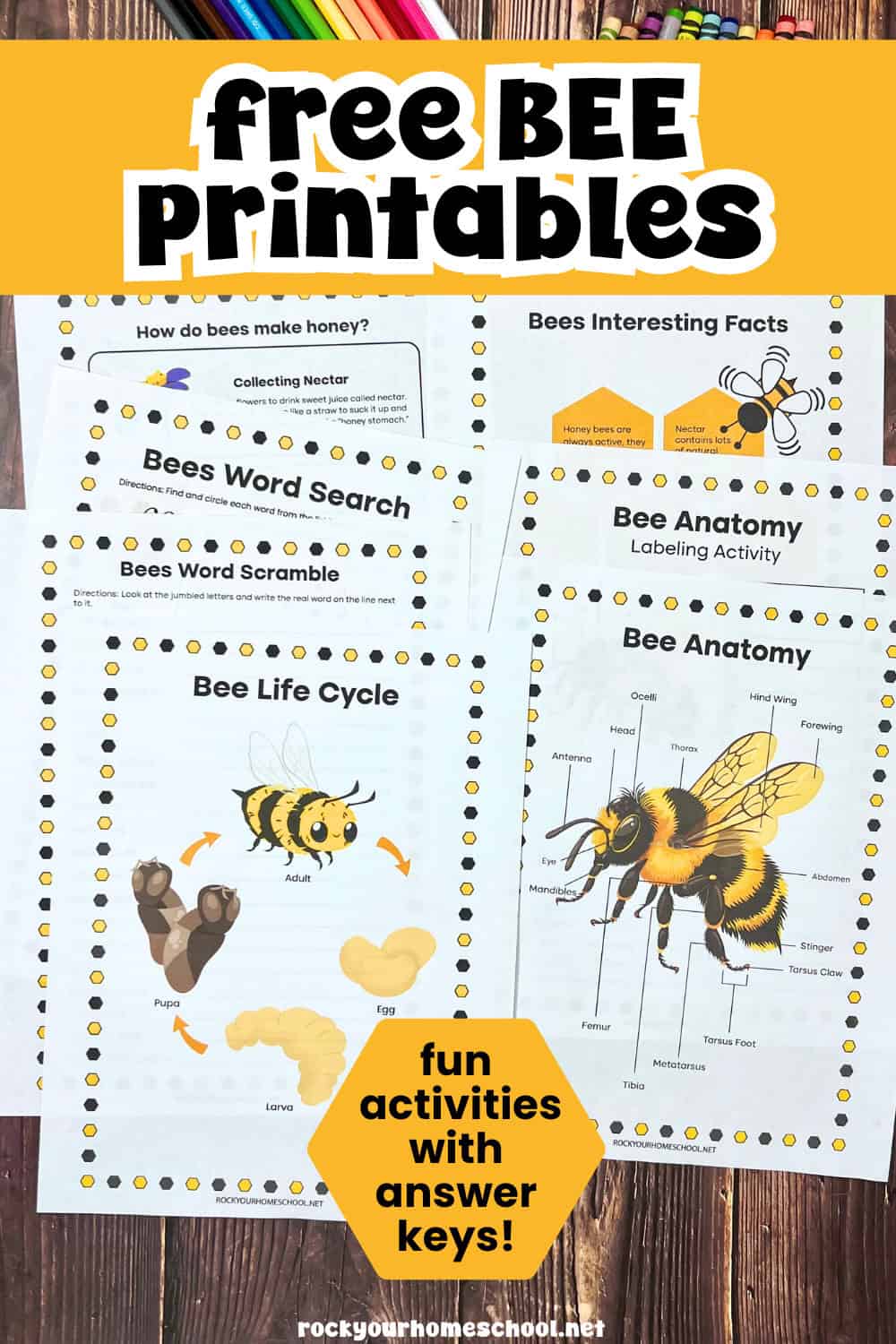 Free Bee Printables: 8 Activities For Fun (with Answer Key)- Rock Your ...