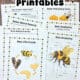 Seven examples of free bee printables including life cycle, bee anatomy, labeling, word search, word scramble, interesting facts, and more.