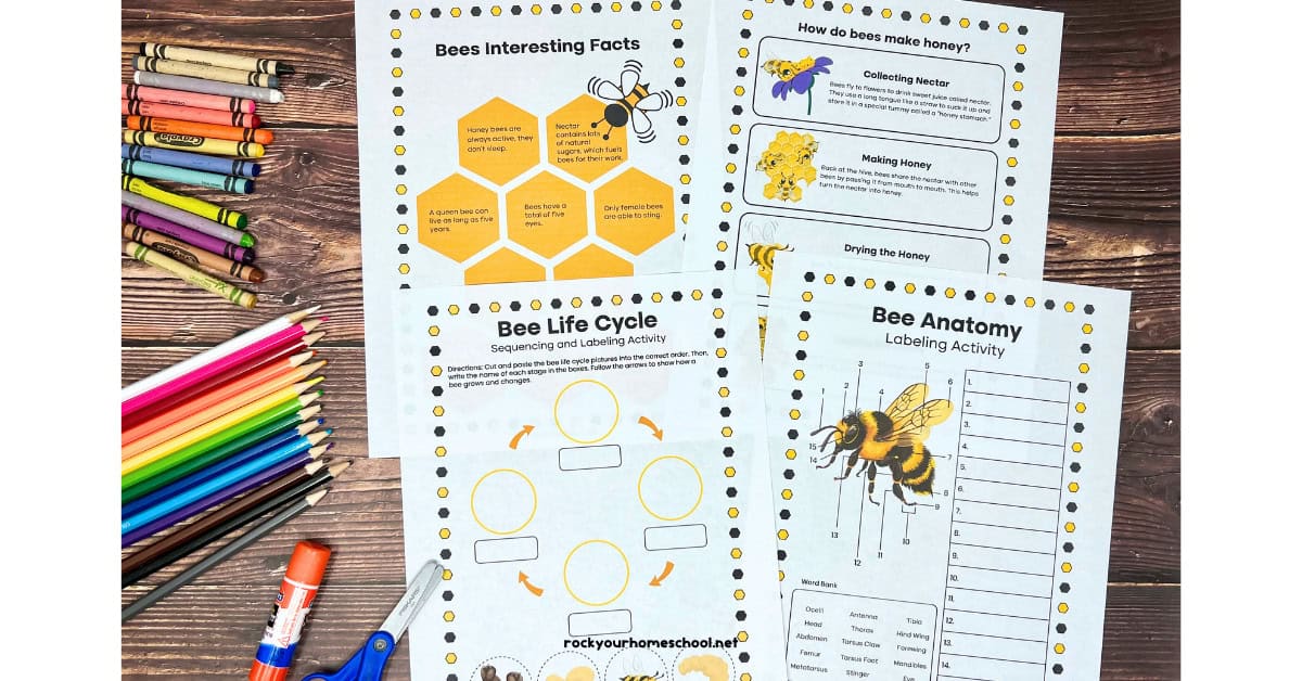 Four examples of free bee printables including interesting facts, How do bees make honey? facts, bee life cycle, and bee anatomy labeling activity.