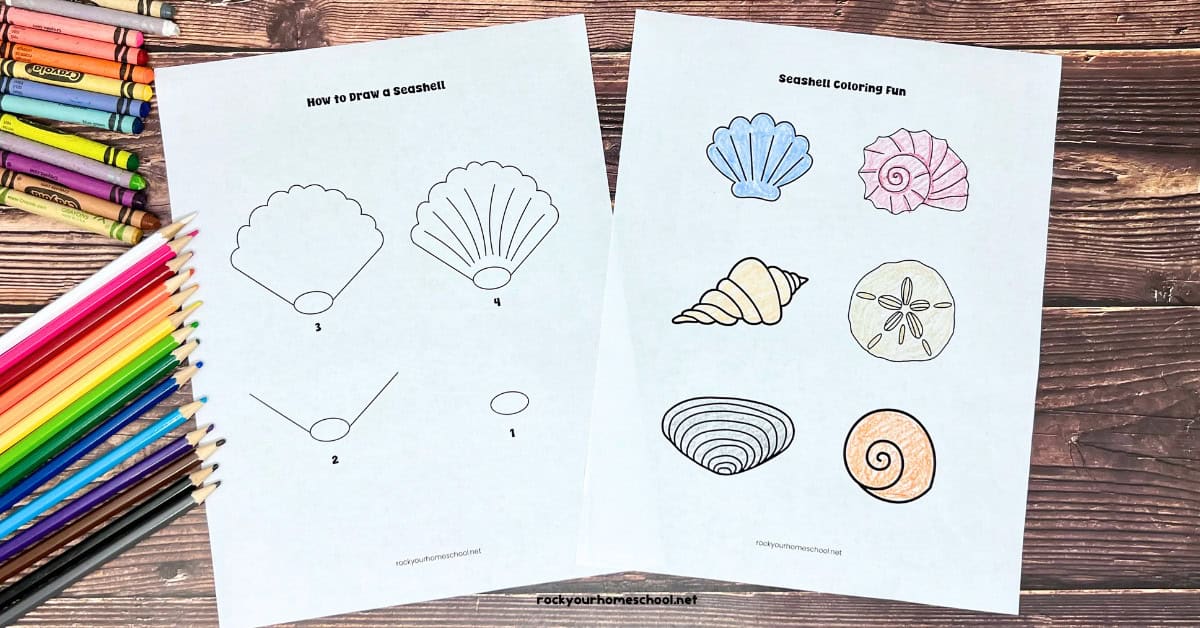 2 seashell coloring pages with how to draw a seashell and 6 examples with crayons and color pencils.