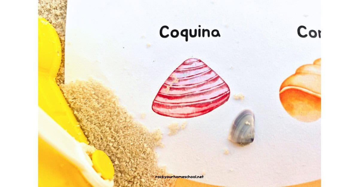 Coquina shell on seashell scavenger hunt with sand and pail.