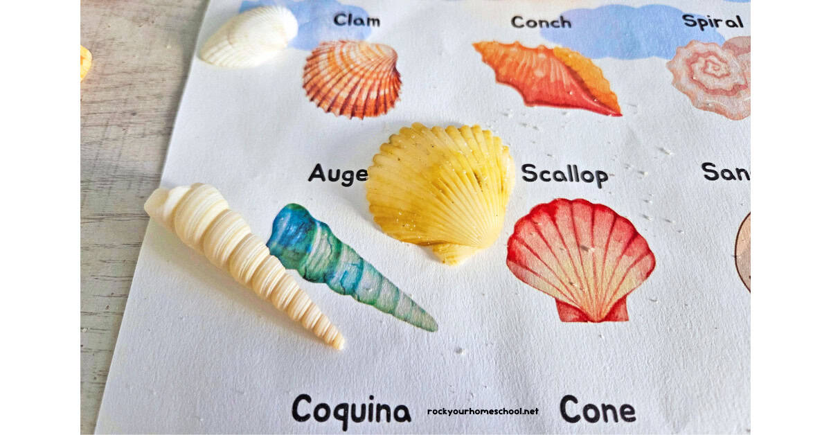 Clam, scallop, and auger shells on seashell scavenger hunt.