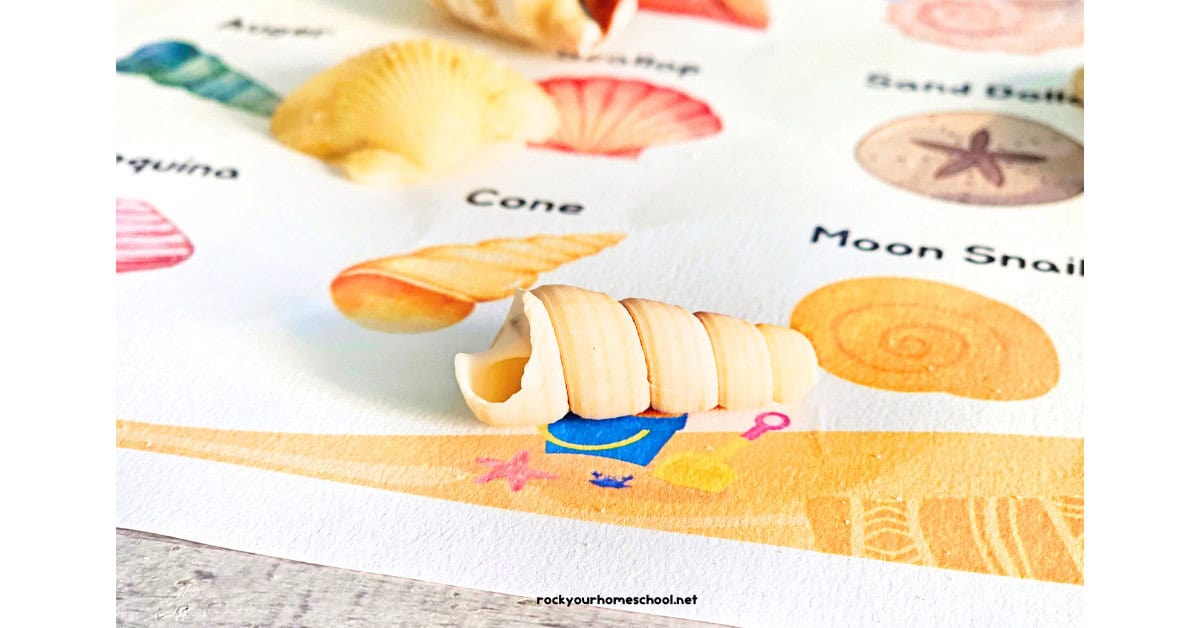 Cone shell on seashell scavenger hunt.