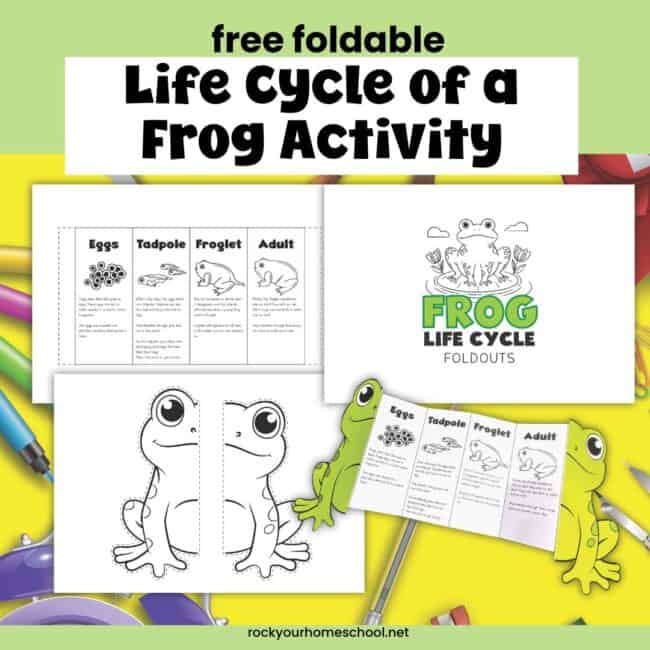 Examples of Frog Life Cycle Foldable Activity.