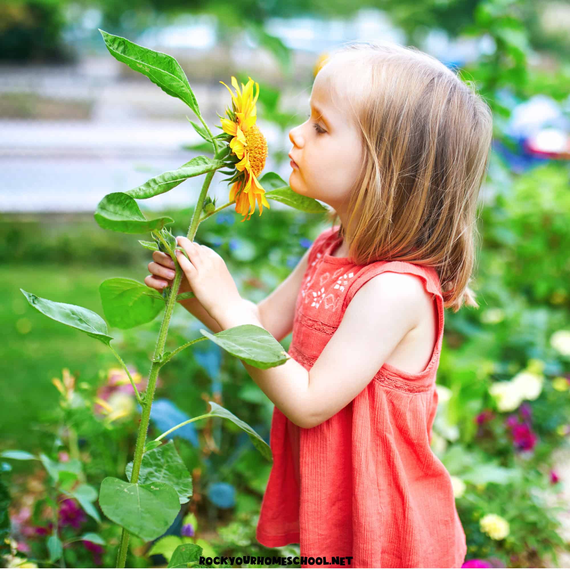 Girl in red dress smelling sunflower to feature outdoor preschool activities.