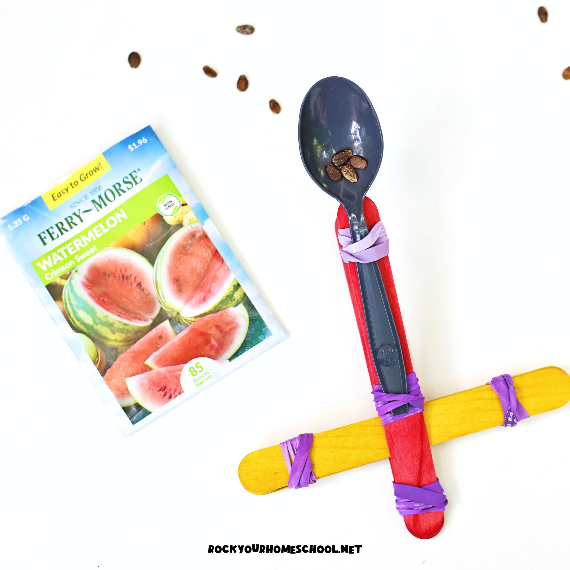 Example of STEM catapult for fun watermelon activity for kids with watermelon seeds.