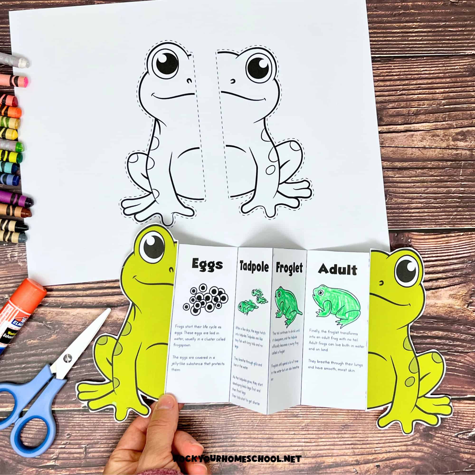 Woman holding free printable life cycle of a frog activity for a foldable learning tool.