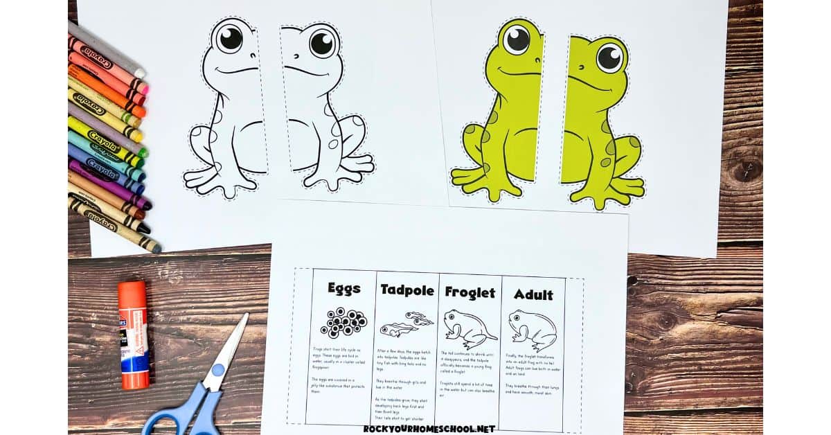 Free printable pages of the life cycle of a frog foldable activity.