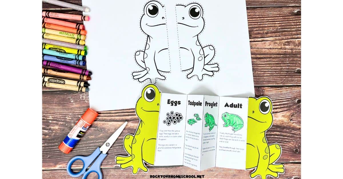 Example of foldable life cycle of a frog activity with in color and black-and-white cut-out frog with crayons, glue stick, and scissors.