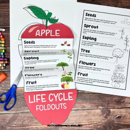 Color example of apple life cycle printable activity for science foldable with black-and-white version, crayons, glue stick, and crayons.