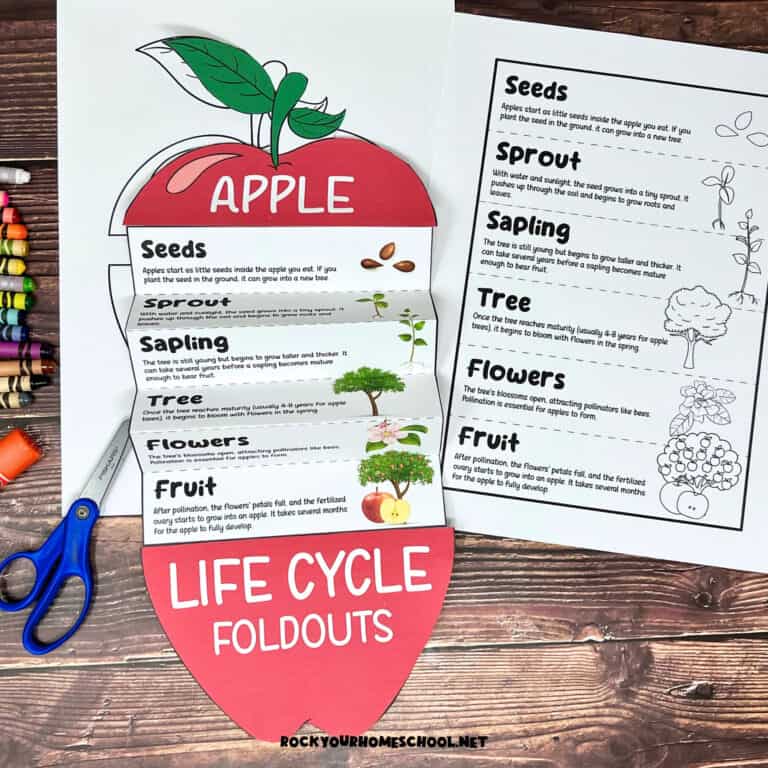 Color example of apple life cycle printable activity for science foldable with black-and-white version, crayons, glue stick, and crayons.