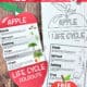 Color example of apple life cycle printable activity for science foldable with black-and-white version, crayons, glue stick, and crayons.