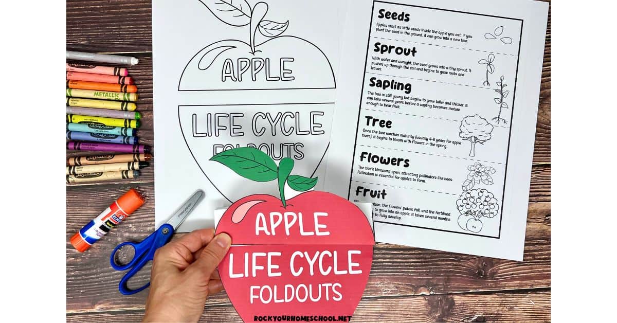 Woman holding example of color version of life cycle of an apple activity with black-and-white version in background.